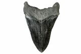 Fossil Megalodon Tooth - South Carolina #170585-2